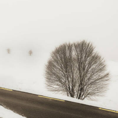 arbre-courraduque-web