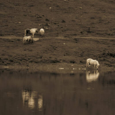 serie-pyrenees-14