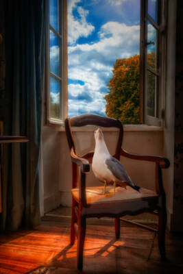 serie-quand-les-oiseaux-1