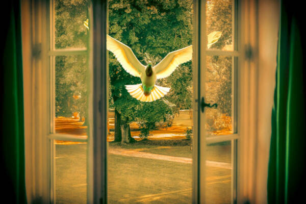 serie-quand-les-oiseaux-10