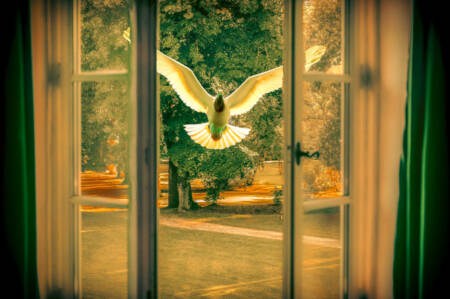 serie-quand-les-oiseaux-10