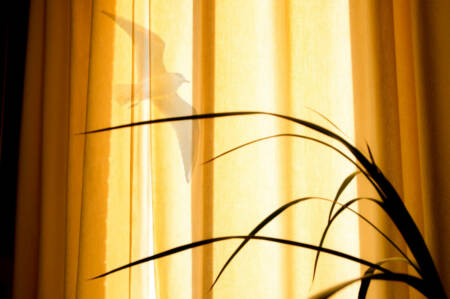 serie-quand-les-oiseaux-16