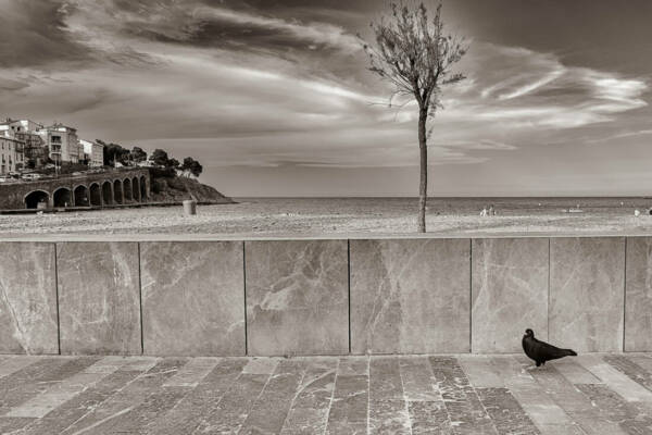 copier/coller de parametres pigeon 02 + tranformation horizontale+ silver FX-N°20-beaux ats-netteté -filte passe-Haut
