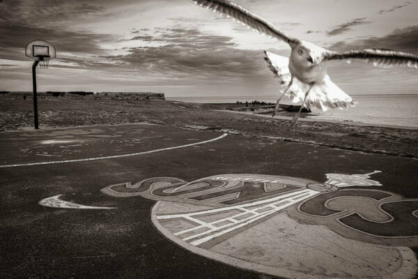 PHOTTMONATGE mouette-Filtre-contraste et structure-  Filtre passe haut-correction LR pinceau sur le panneau ava,t import-après psd-horizon sur LR-