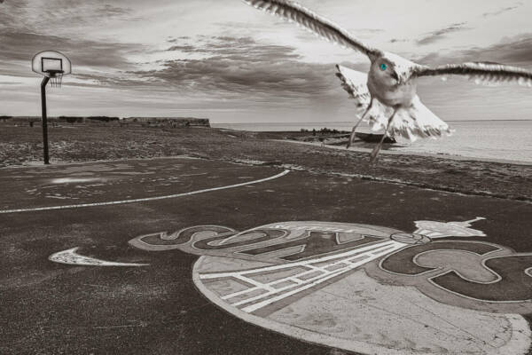 PHOTTMONATGE mouette-Filtre-contraste et structure-  Filtre passe haut-correction LR pinceau sur le panneau ava,t import-après psd-horizon sur LR-